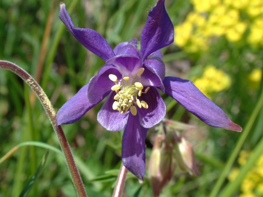 Aquilegia vulgaris / Aquilegia comune
